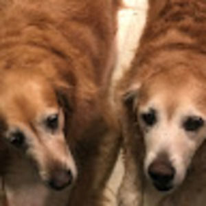 Meet your Posher, Patty